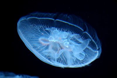 Close-up of jellyfish in sea