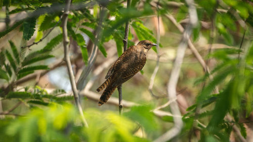 Bird perching on a branch