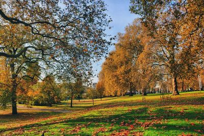 Trees and yellow flowers in autumn