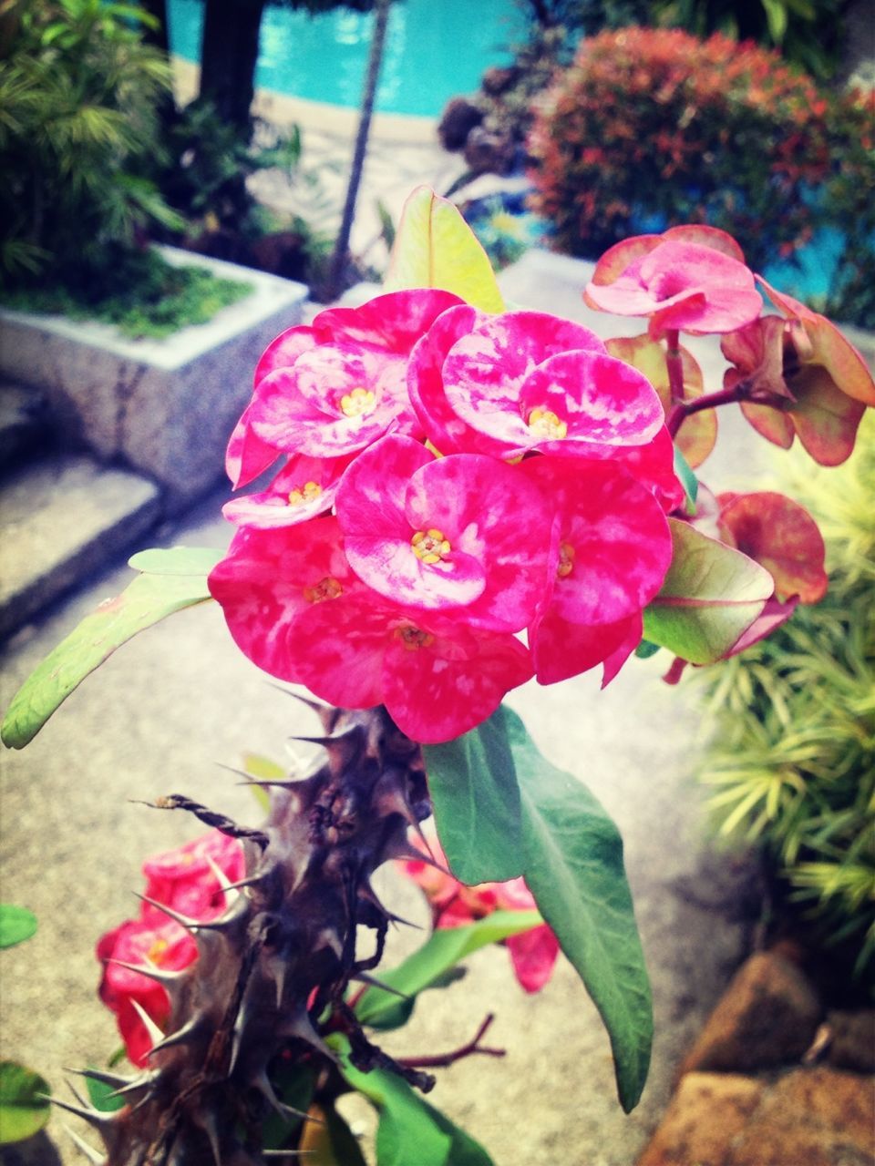 flower, petal, freshness, fragility, flower head, growth, leaf, plant, beauty in nature, blooming, pink color, close-up, nature, focus on foreground, in bloom, single flower, park - man made space, rose - flower, day, outdoors