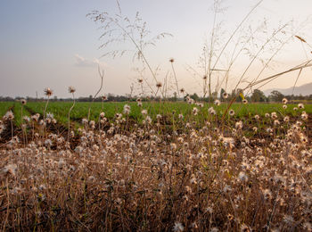 Plants growing on land against sky