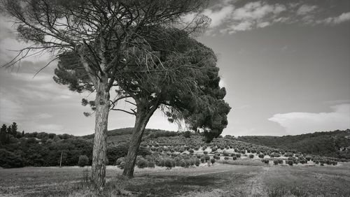 Dirt road along trees