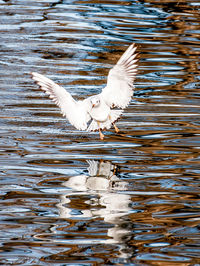 Close-up of birds flying over lake