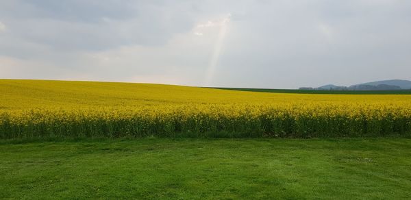 Yellow flowers on field against sky