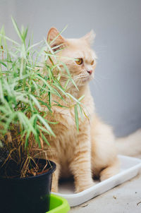 Close-up of a cat looking away