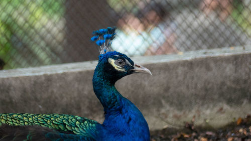 Close-up of a peacock