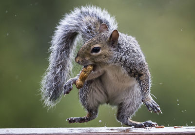 Close-up of squirrel eating peanut