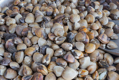 Full frame shot of shells for sale at market stall