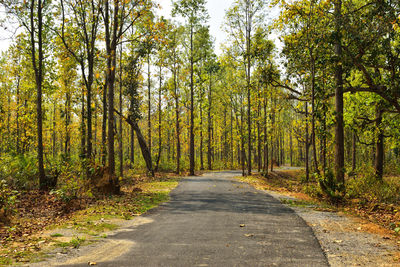 Road amidst trees in forest