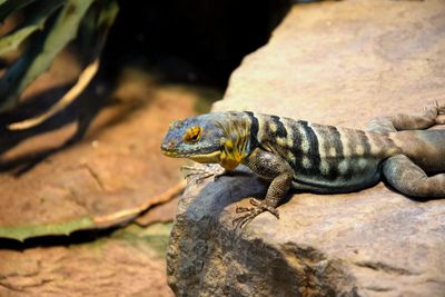 Close-up of lizard on rock