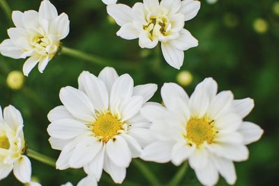 Close-up of white daisy flowers