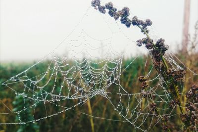 Close-up of spider on web against sky