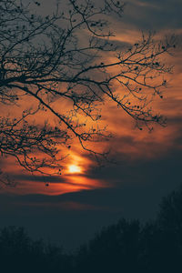 Low angle view of silhouette trees against dramatic sky