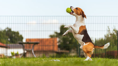 View of dog jumping on land