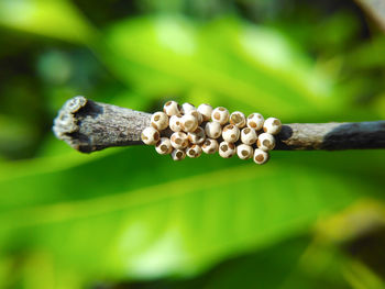 Close-up of green leaf