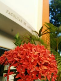 Close-up of red flowers