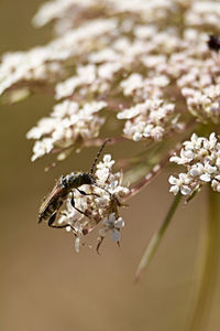 Close-up of insect on white flowering plant