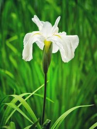 Close-up of white flowering plant