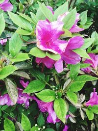 Close-up of pink flowers