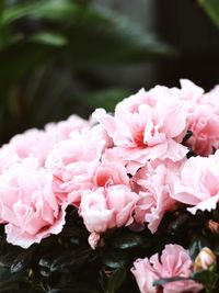 Close-up of pink rose flowers