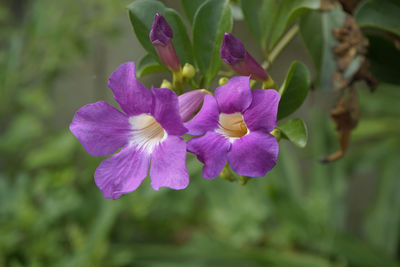 Close-up of purple flowering plant