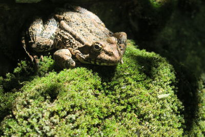 Close-up of frog on rock