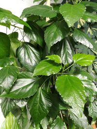 Close-up of fresh green leaves