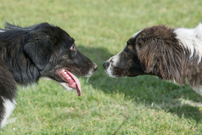 Close-up of dog on grass