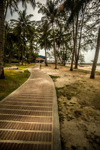 Empty road amidst trees