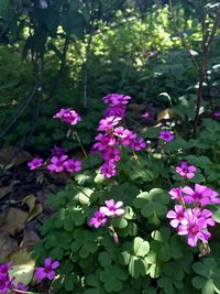 Close-up of pink flowers