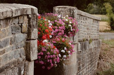 Flowery stone wall