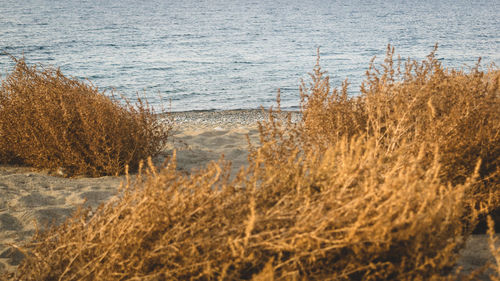 Close-up of grass on beach during winter