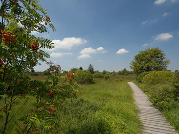 Trees growing on field against sky