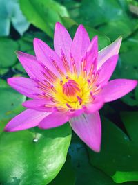 Close-up of pink flower blooming outdoors