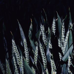 Close-up of plants