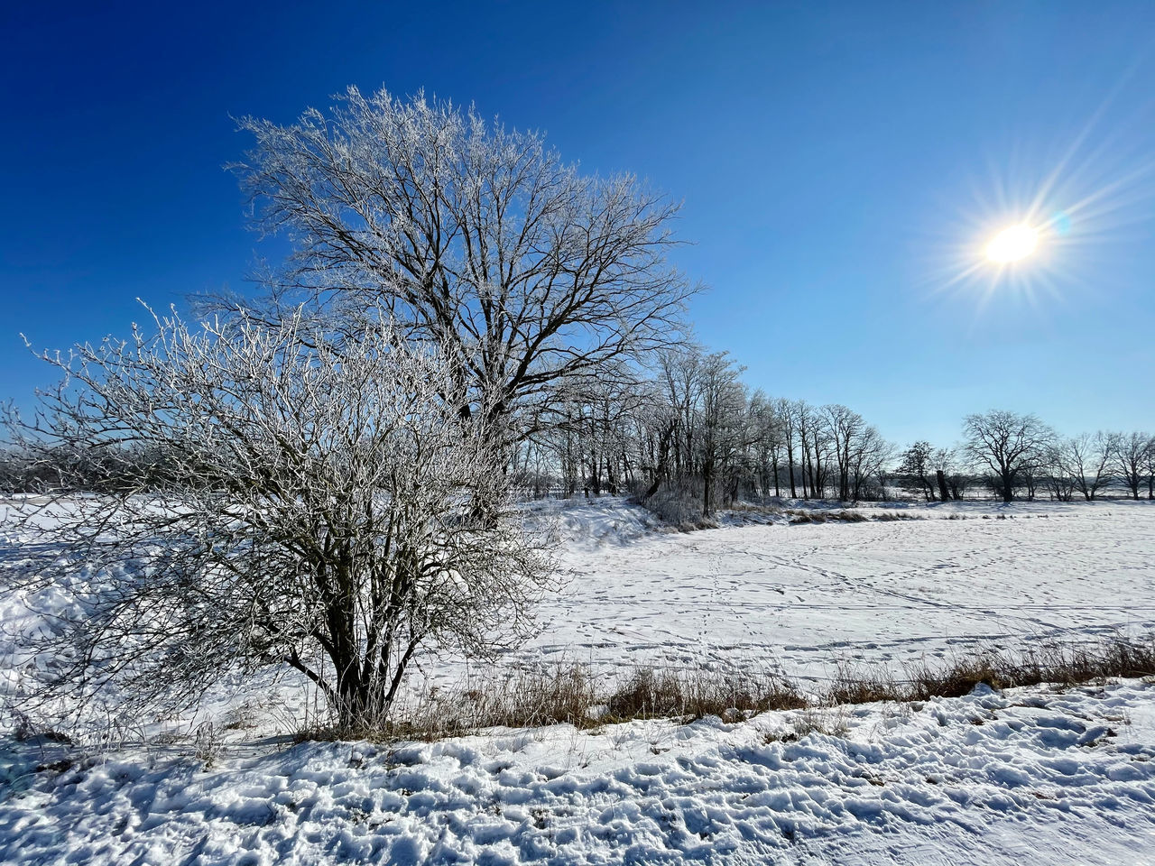 BARE TREES ON SNOW COVERED FIELD AGAINST SKY