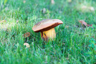 Close-up of mushroom growing on field