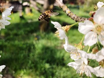 Close-up of white flowers