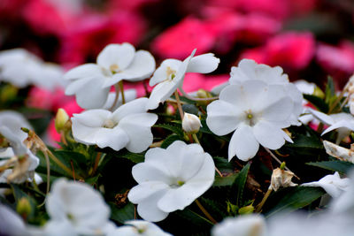 Close-up of white flowering plants in park