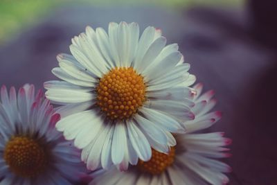 Close-up of flowers blooming outdoors