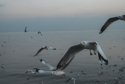 Seagulls flying over sea against sky