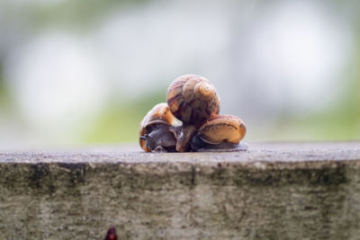 Close-up of snail