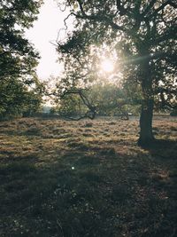 Sun shining through trees in forest