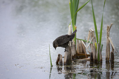 Saltmarsh sparrow seen in profile perched on reeds at the edge of the léon-provancher marsh