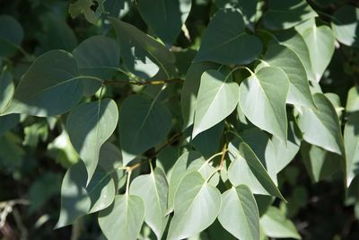 leaf