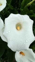 Close-up of water drops on white flower
