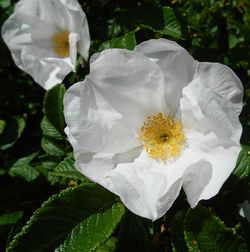 Close-up of white flower blooming outdoors