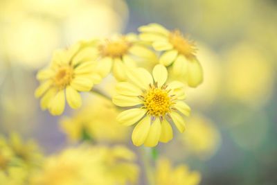 Close-up of yellow flowering plant