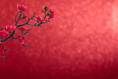 Close-up of flowers against red background during christmas