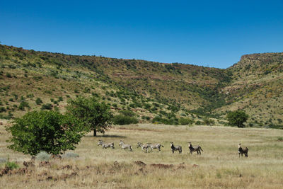 Landscape in namibia with gazelles in the foreground